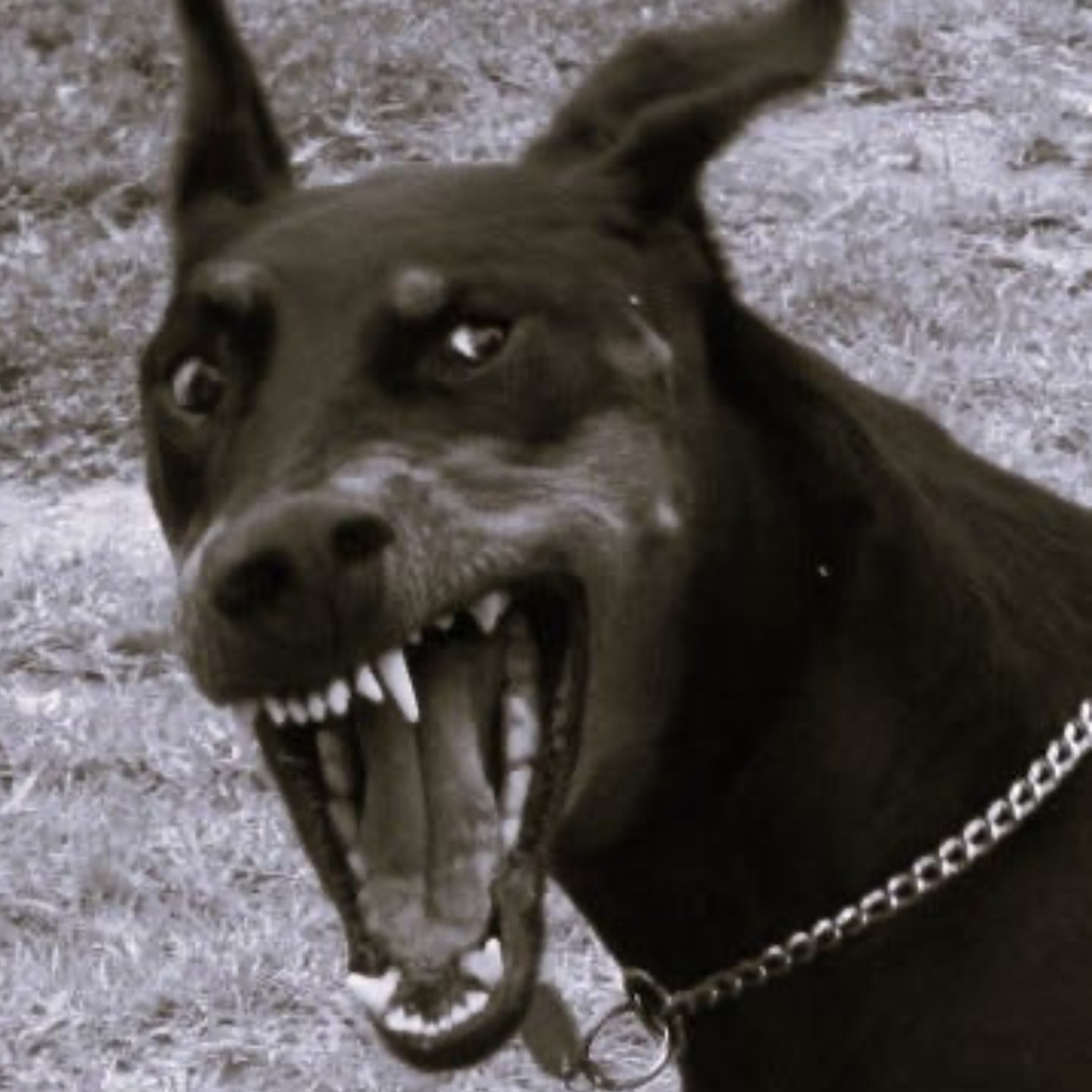 Imma dog.mp3 episode artwork