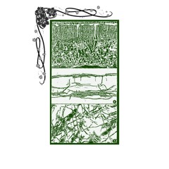switchgrass