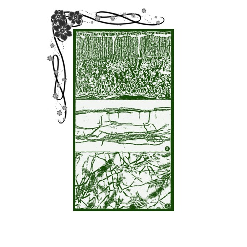 switchgrass