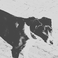 black and white dog - demo