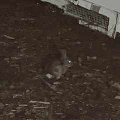 Hare