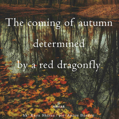 a red dragonfly [naviarhaiku614]
