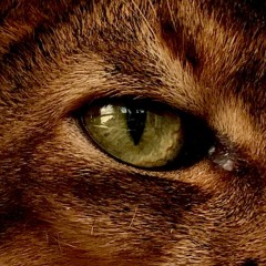 BMR feat. M.F. : Get The Bag