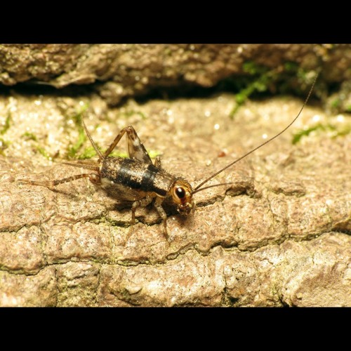 HK_Calm-&-Steady_tracks_359