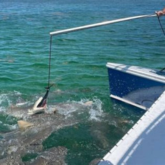 Review Special Price Shark And Wildlife Viewing Adventure In Key West