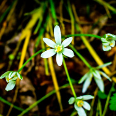 Psalm 118 - Thanksgiving for Our Father's Salvation