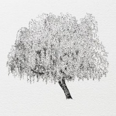 Willow Tree