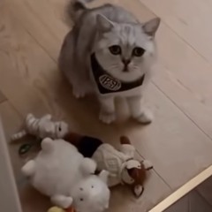 生類憐れみの令 - ドキドキ、ういるす