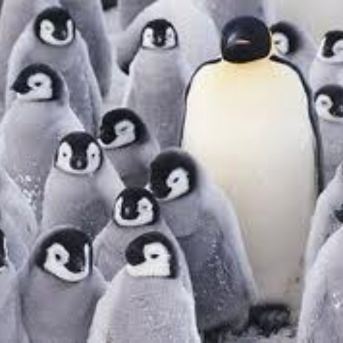 The Penguin Invasion