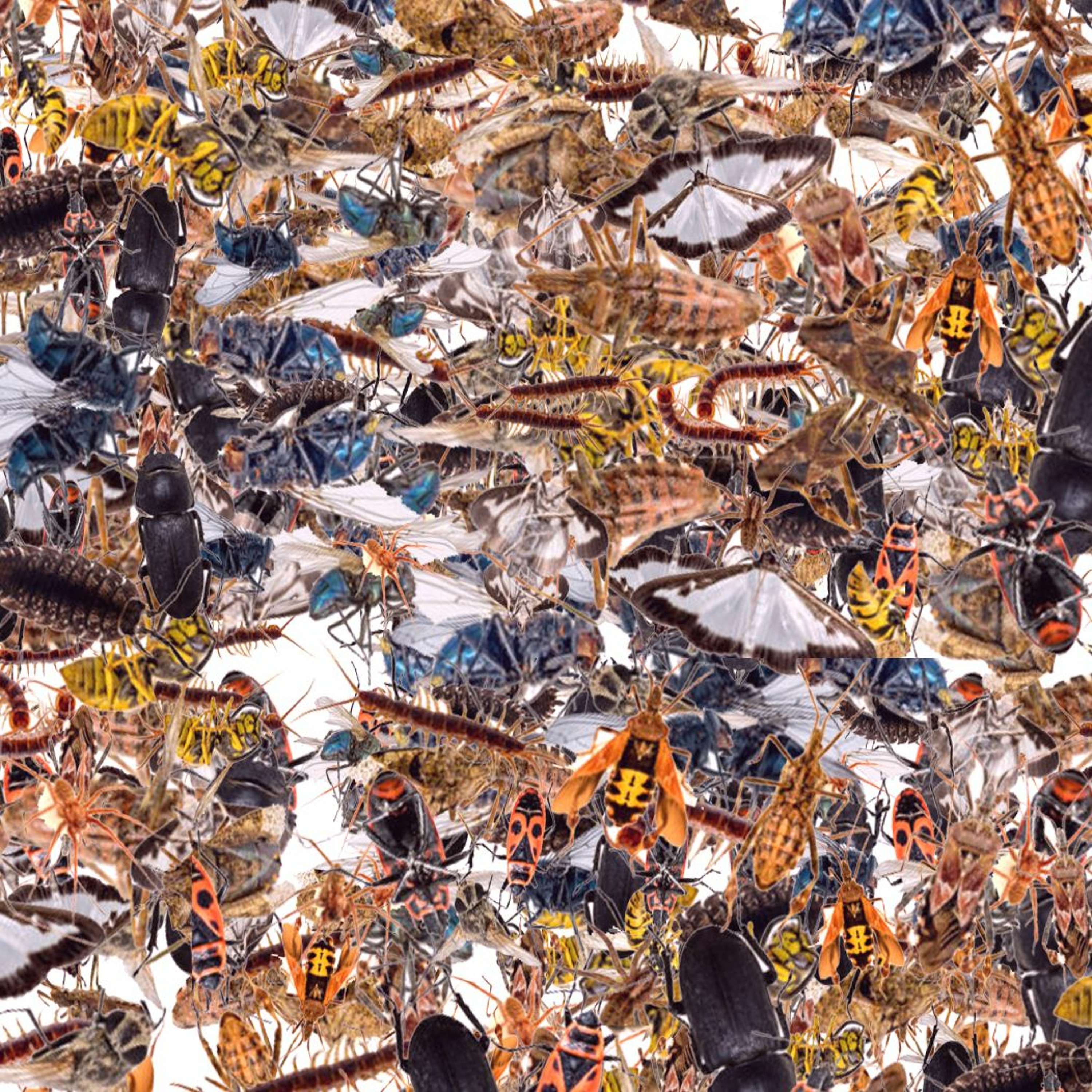 INSECTS INSECTS episode artwork