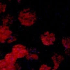 cathar x domini - id