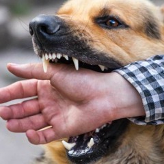 Dealing with dogbites