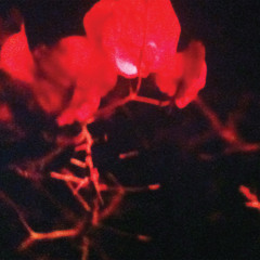 Briar Path (ERAAS Remix)