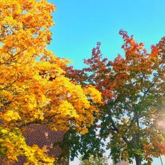 Autumn Colours