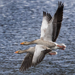 Greylag Geese