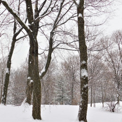 "La terre en sommeil", par Chartrand Saint-Louis; Mixage, rév. et sono. par Albert [lien vidéo]