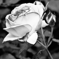 user74 ~ h1gh (every ROSE has its THORN)