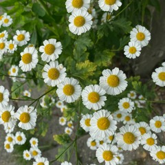 Ambient mixlr 070721