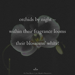 haiku #597: orchids by night – / within their fragrance looms / their blossoms’ white!