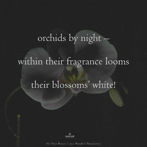 haiku #597: orchids by night – / within their fragrance looms / their blossoms’ white!