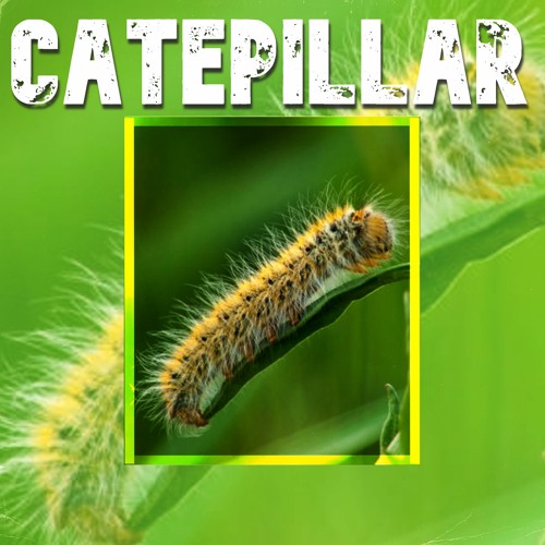 Catepillar (feat. Ashes and Dreams)