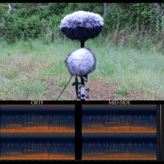 ORTF and Mid-Side (Parallel Recordings). 3. Koalas at Dawn.
