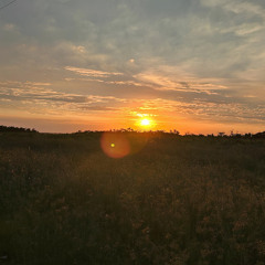 quiet insects, distant birds 3 - Hluhluwe-iMfolozi Park