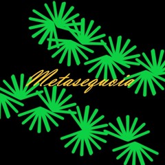 Metasequoia