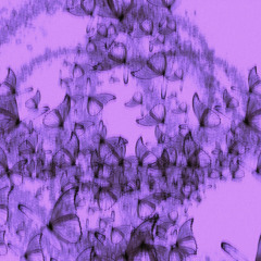 Butterfly prod by hoshi