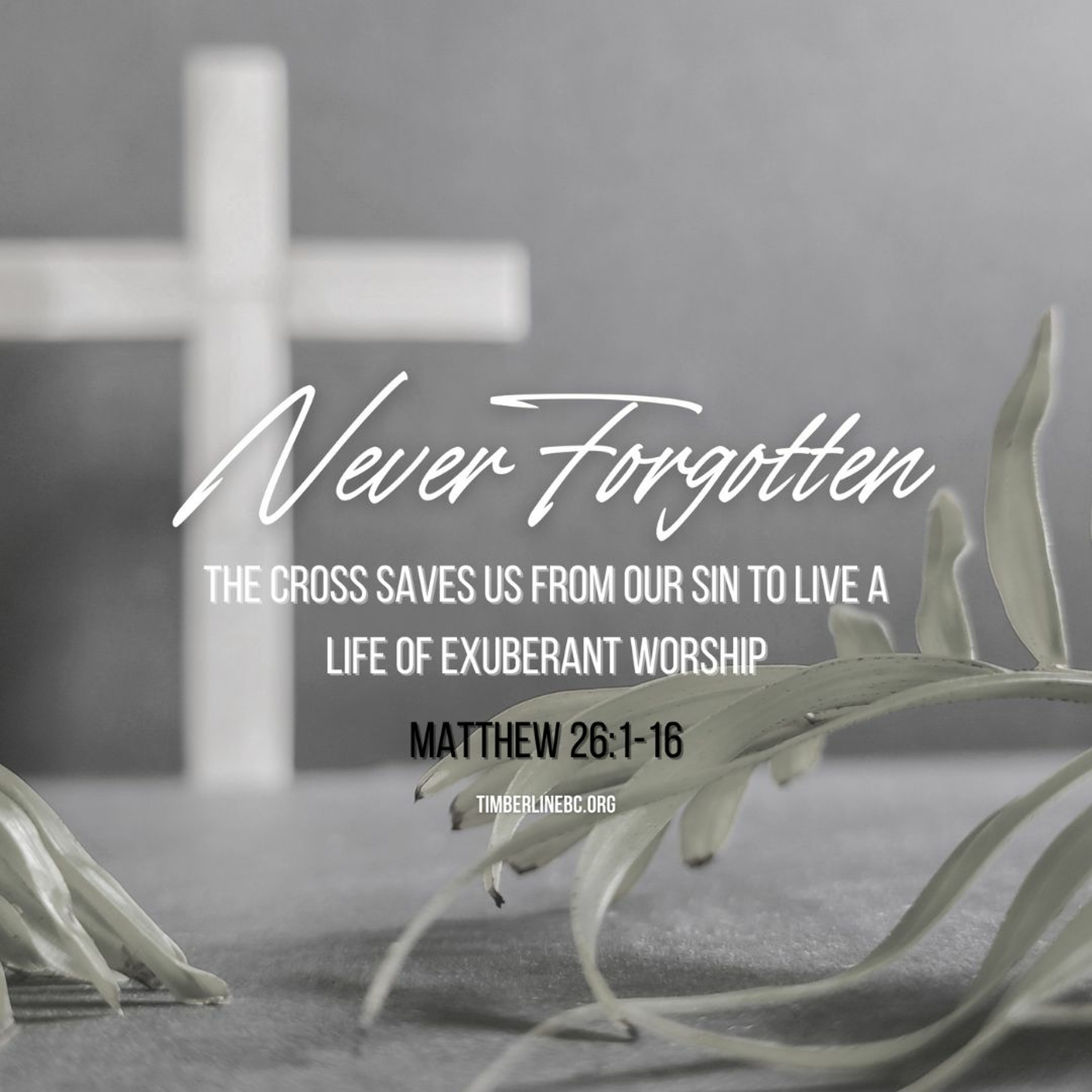 Never Forgotten (Matthew 26:1-16)