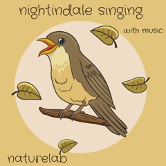 Nightindale Singing With Music