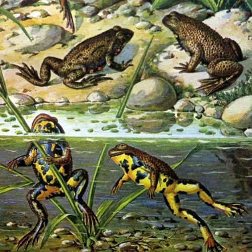 Stream Oh To Be A Frog On A Lilypad On Pokemon Lake By Oupsie Listen Online For Free On Soundcloud