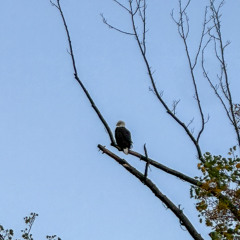 Speakers fliped the breakers in my house for this mix