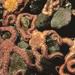 Fishpass - True Love Will Find You In The END (2)