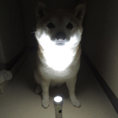 light eater