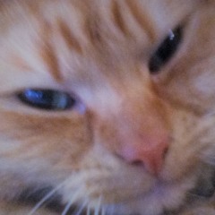 cat one