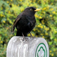 My garden friend.