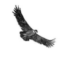 C.A.V.E. - El Condor Pasa (Original Mix)