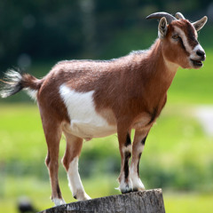 HARD BALL-E$cO&CHRISDIDITT