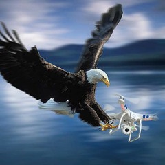Eagle Vs Drone