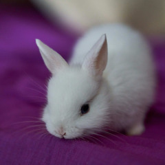 An Unrelenting Hatred