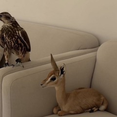 مراسيل الهوى دايم عجوله