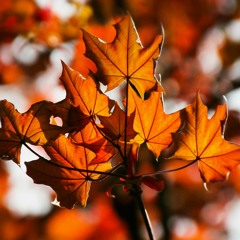 Mad Zen - Autumn Leaves 2,0