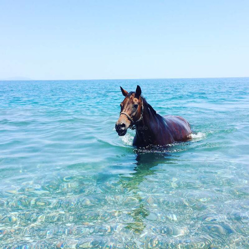 i vindens blæst - William Tvebak