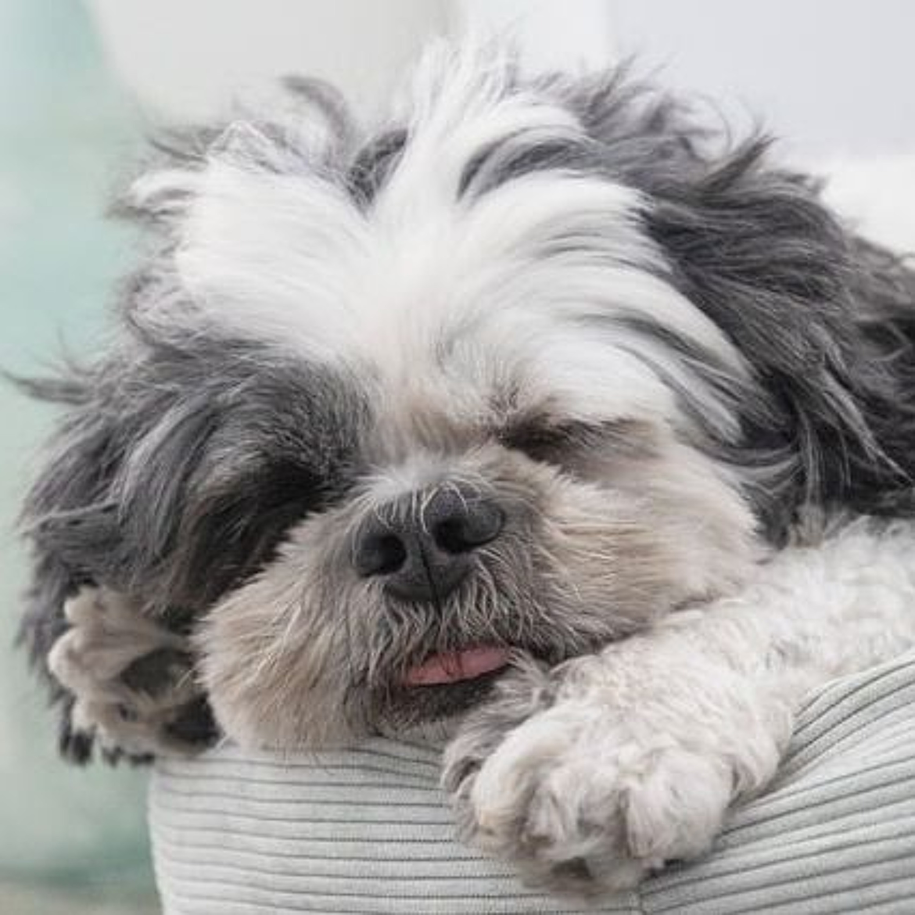 THEY'RE EATING THE DOGS, THEY'RE EATING THE CATS! - Lighten Up!