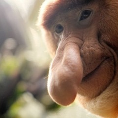 MonkeyBiz