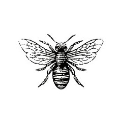 Bees by The Ballroom Thieves - Cover