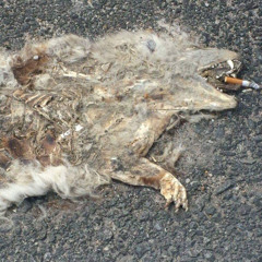 what am i doing demo 12/17/2025