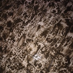 piccoli e strani funghi