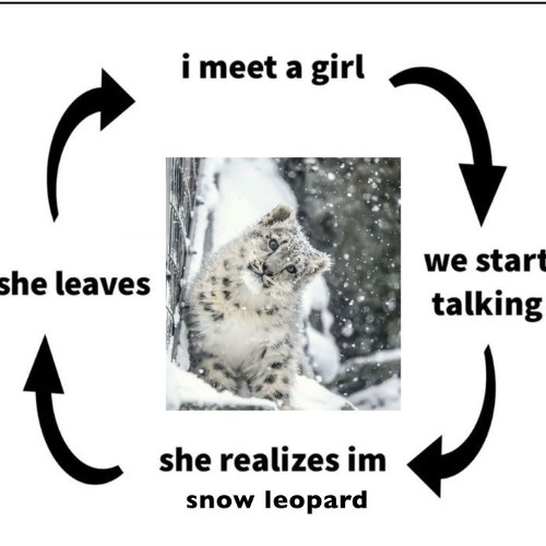 snow leopard